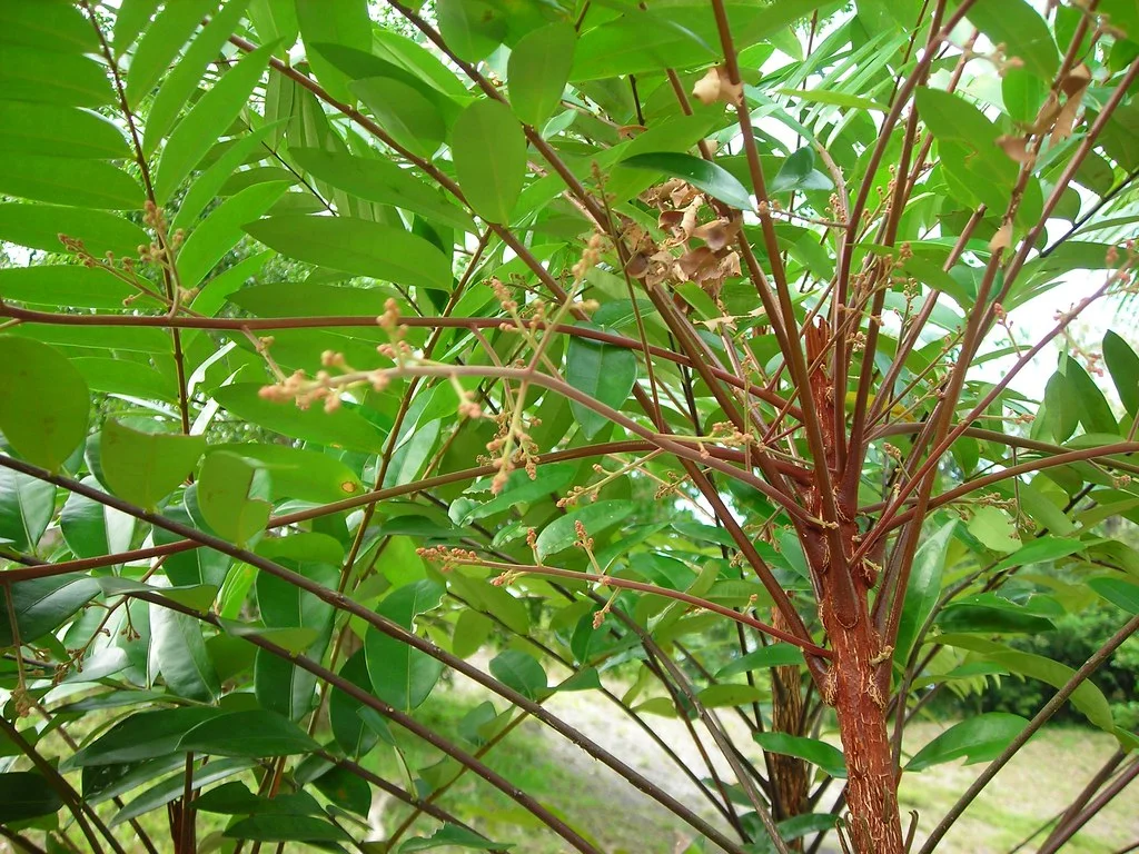 Eurycoma Longifolia - Male Performance Herb - Iron Boost Natural Formula